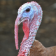 Illustration for article titled Saturday Night Social: Nations Moms Beleaguered By Threats of Microwaved Turkeys